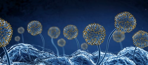 Image microscopic mold growth