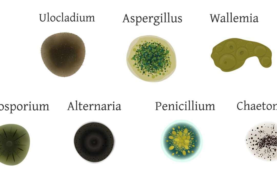 Types of Mold Found in Cars