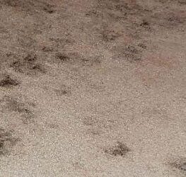 Mold carpet stains