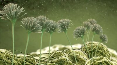 Are Dead Mold Spores Harmful?