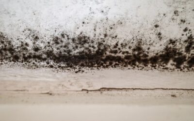 Is All Black Mold Toxic?