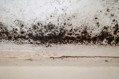 Is All Black Mold Toxic?